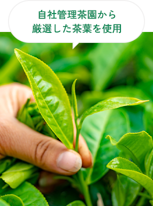 自社管理茶園から厳選した茶葉を使用