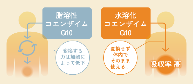 脂溶性コエンザイムQ10 水溶化コエンザイムQ10